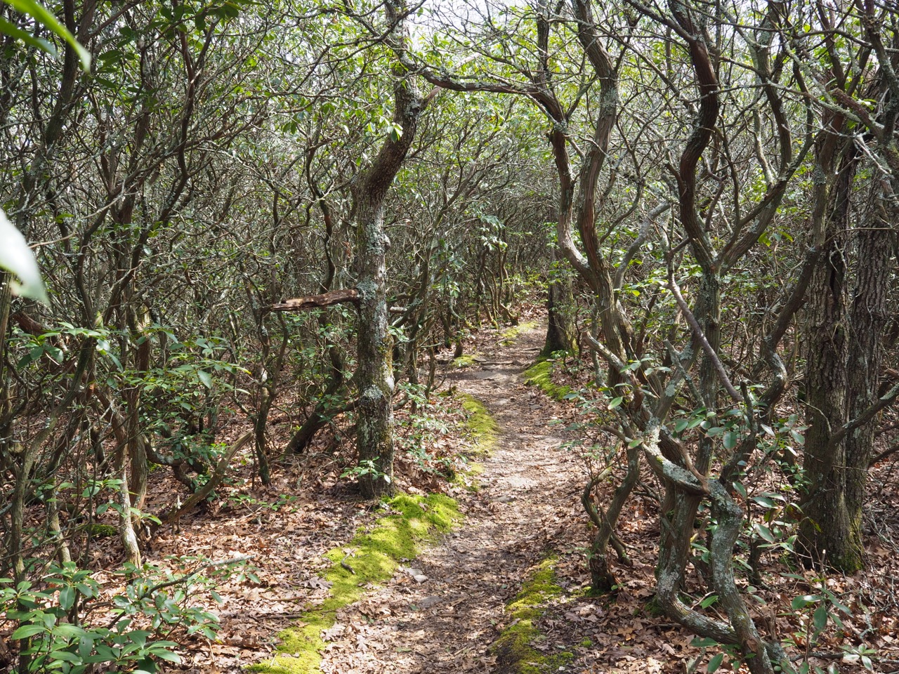 mountain laurel