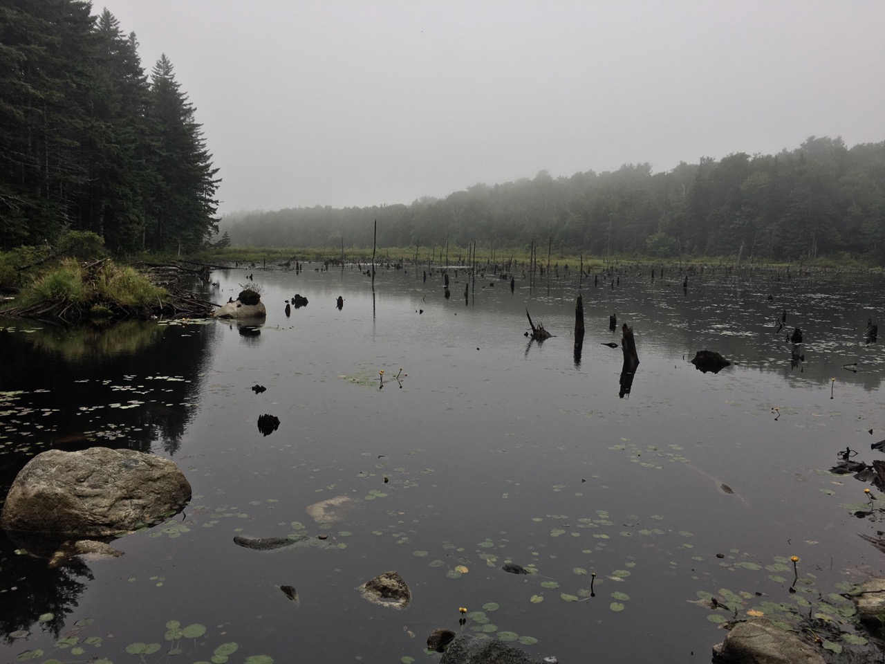 beaver bog