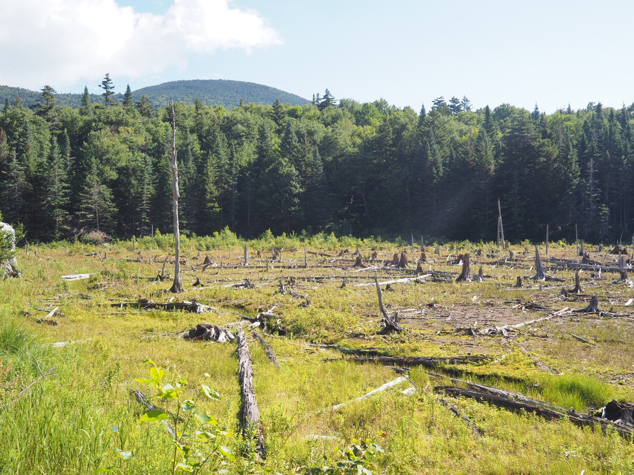 beaver bog