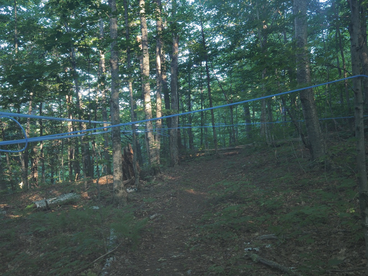 maple syrup farm