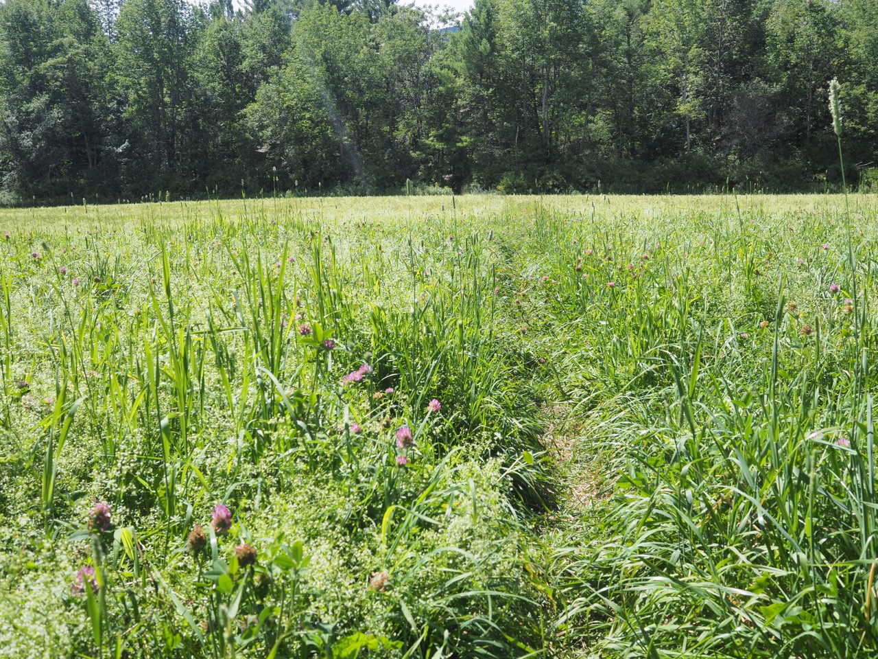 hay field