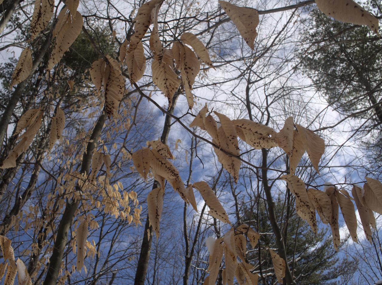 beech leaves