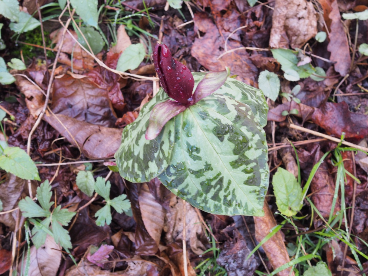 trillium