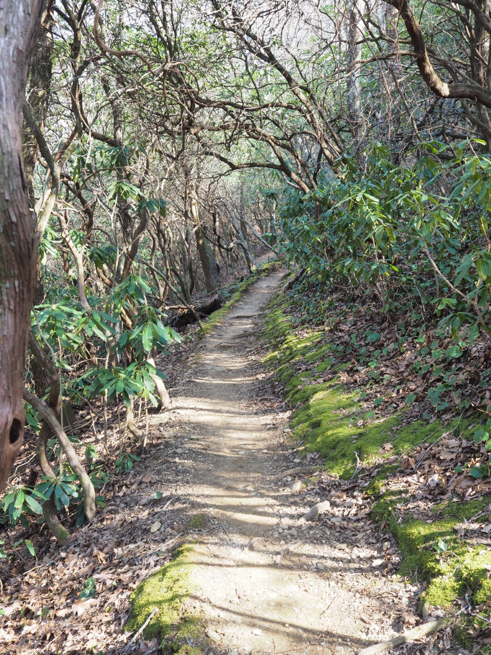 green tunnel