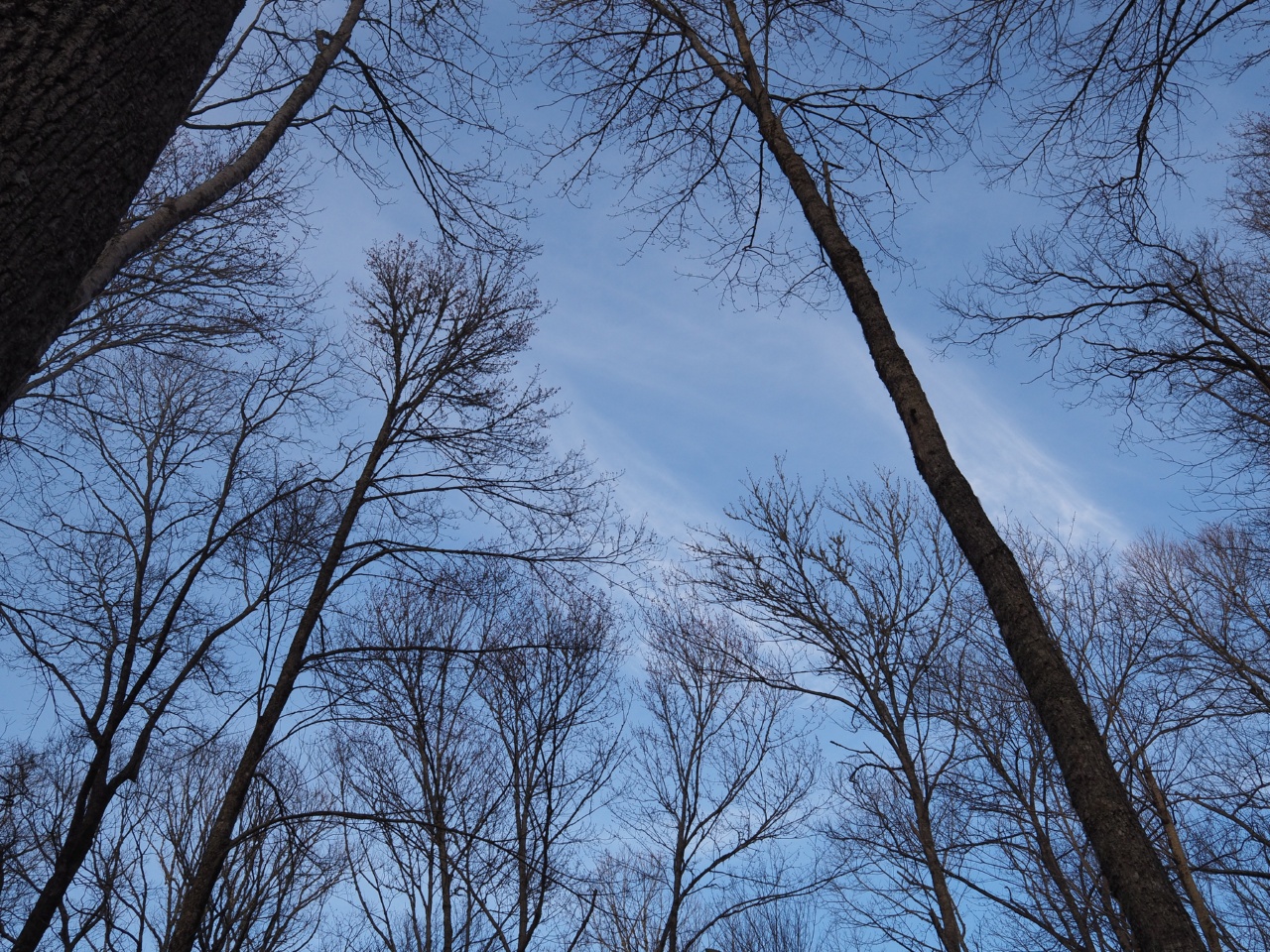 locust cove gap trees