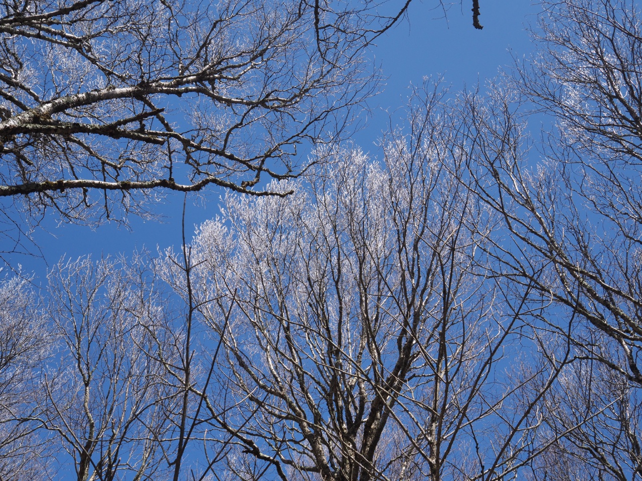 ice trees