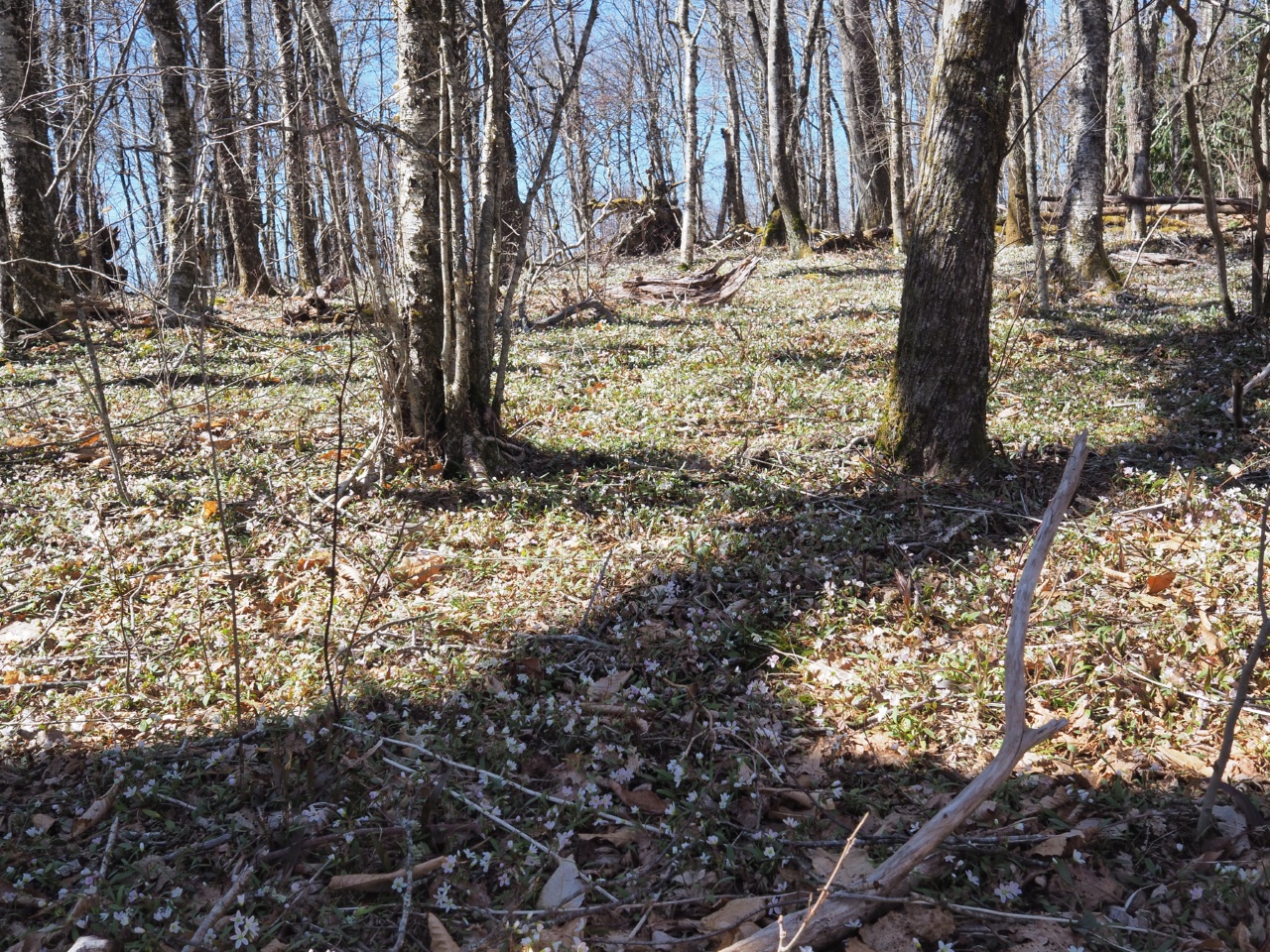 spring ephemerals