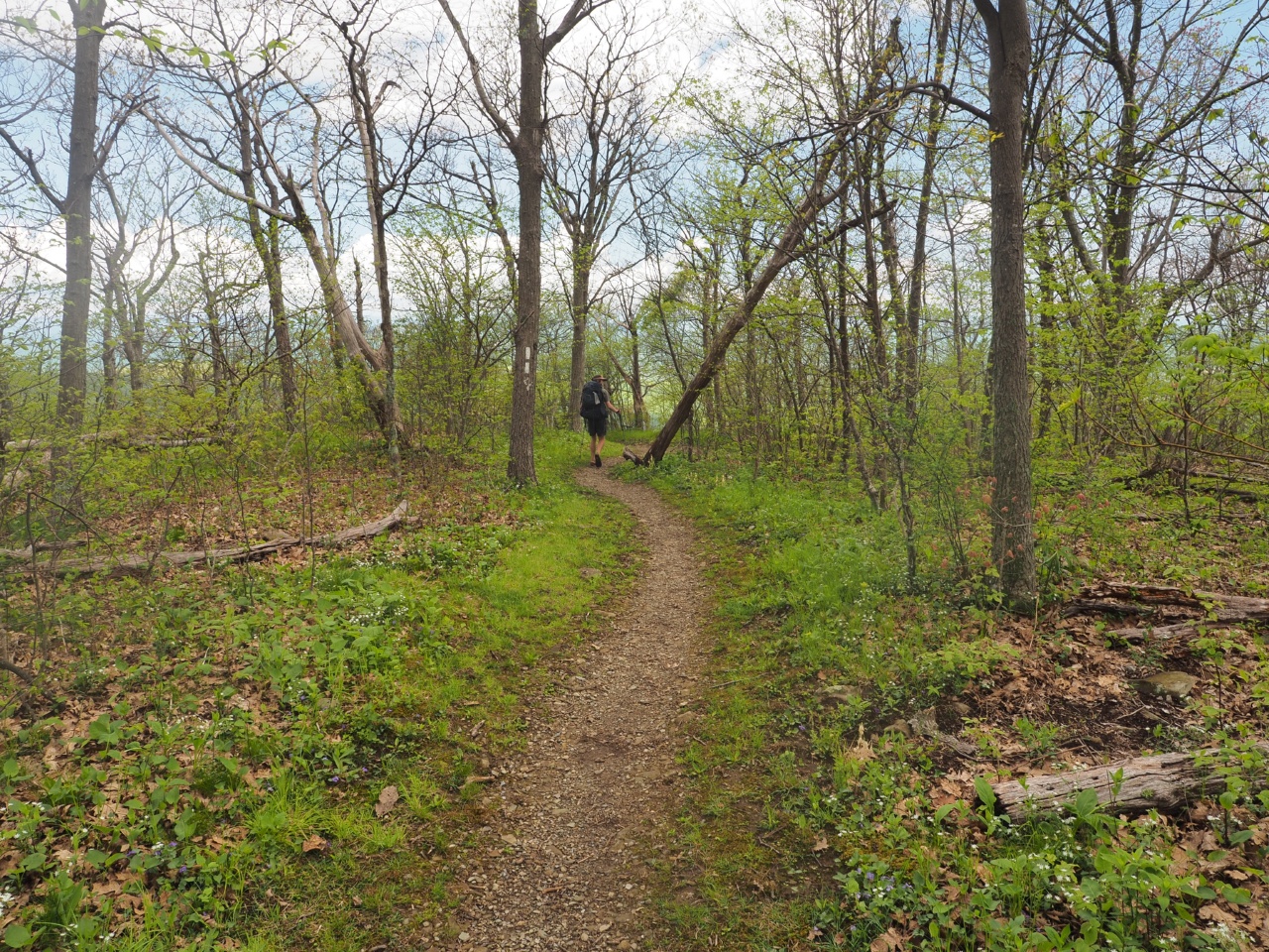 trail black paws