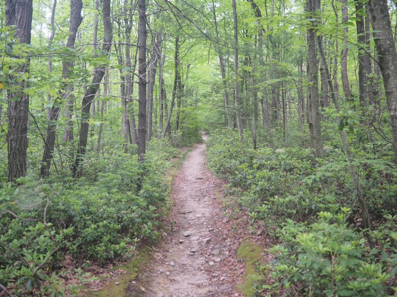 you cant see them, but there are 4829882 spider webs across the trail in this photo.