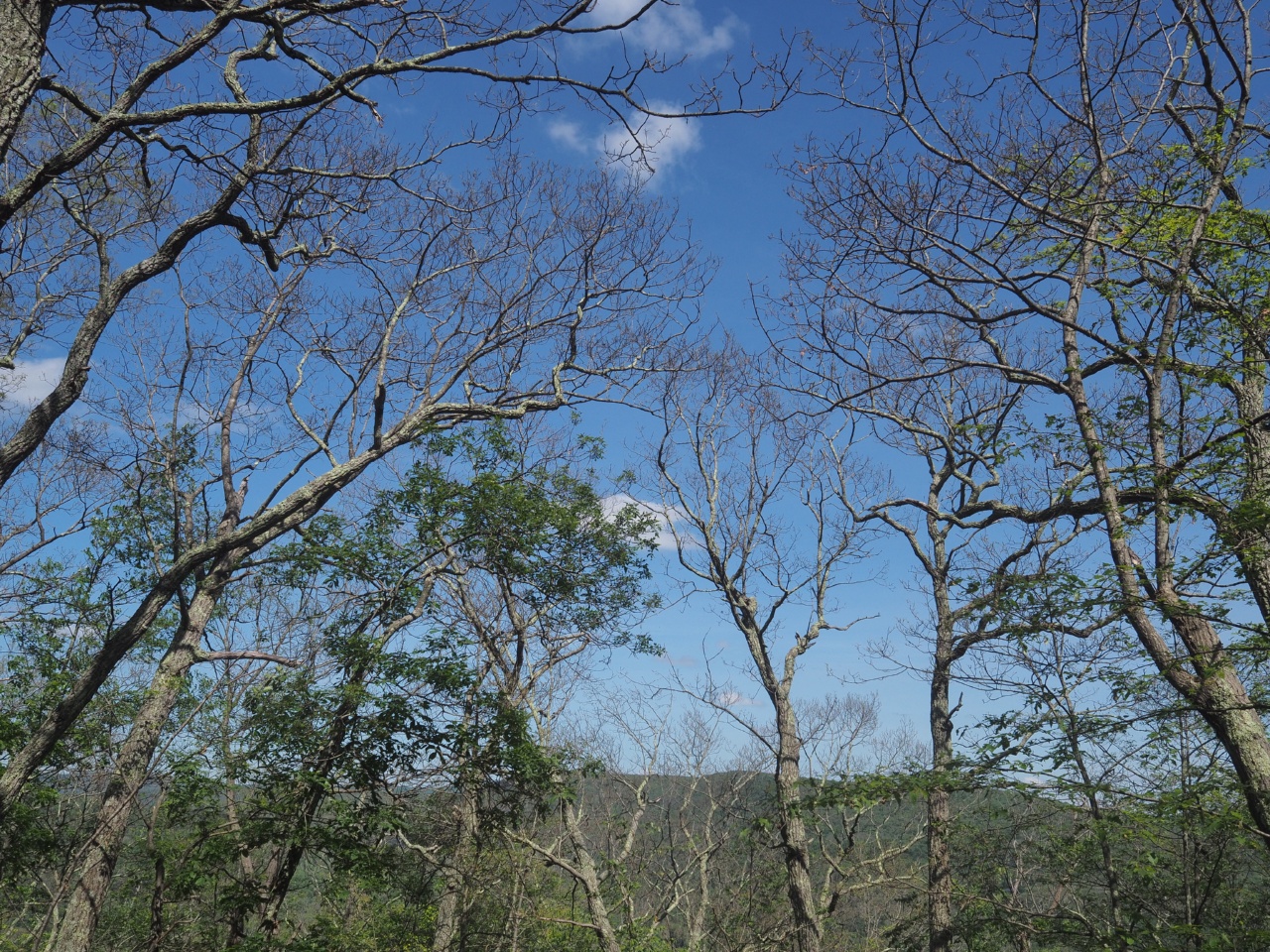 defoliation