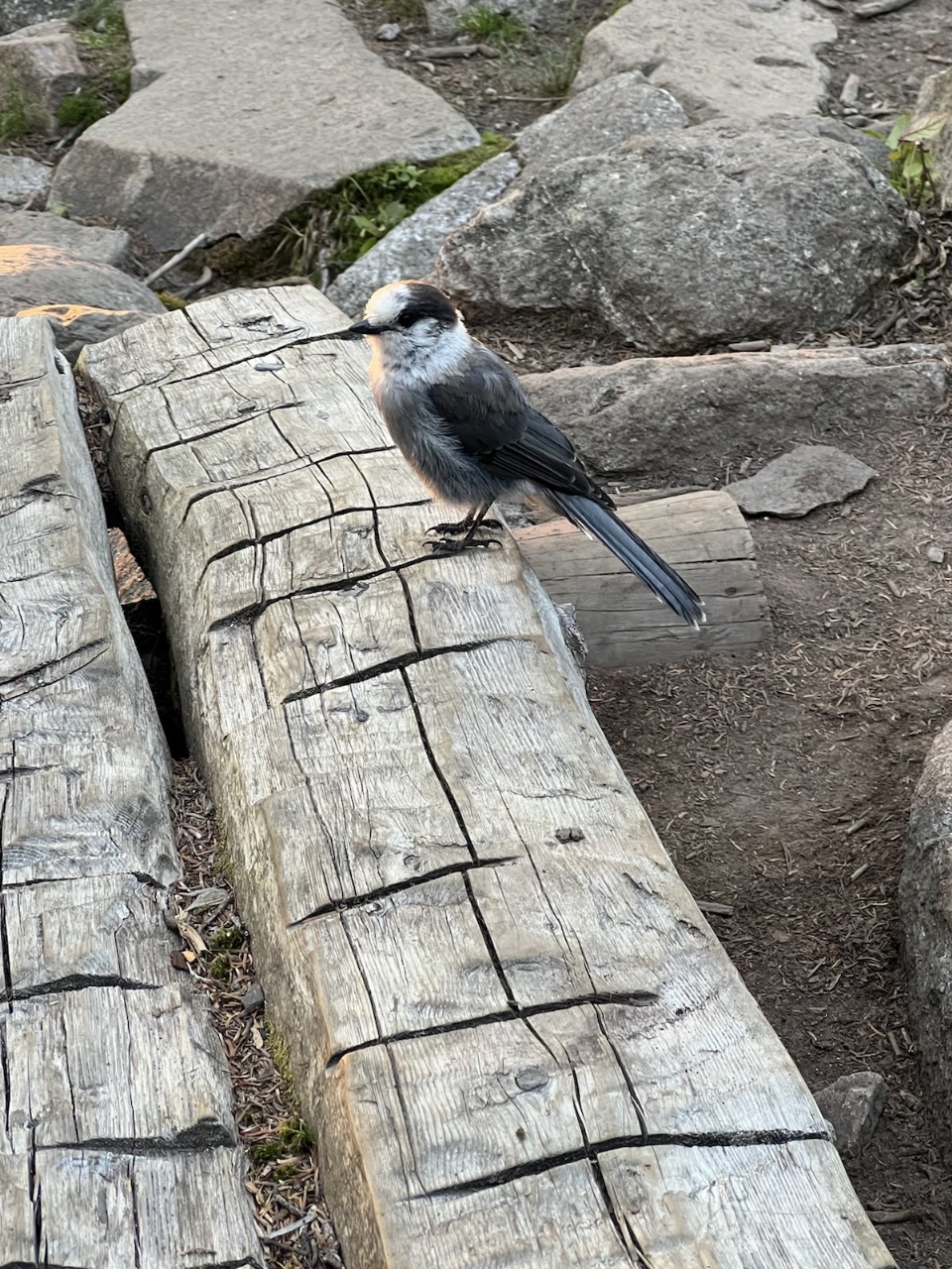 canada jay